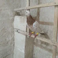 هفرنگ.
