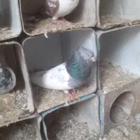 کبوتر|پرنده|مرند, |دیوار