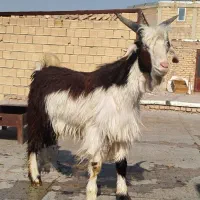 بزغاله نر