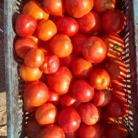 گوجه گوشتی برای رب