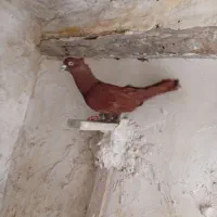 کفتر بزن خوب پامیلی