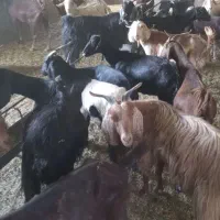 بز و بزغاله شیروار