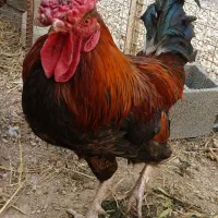 خروس چهل تاج