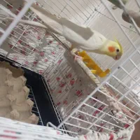 عروس هلندی