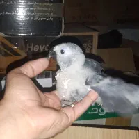 کاسکو ۴۵روزه