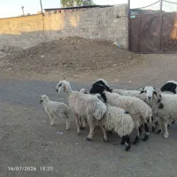 میش بره دار