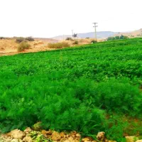 سبزی آش و قورمه سبزی