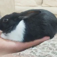 خرگوش