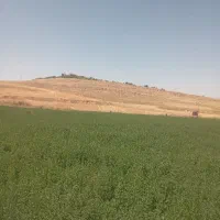 یونجه