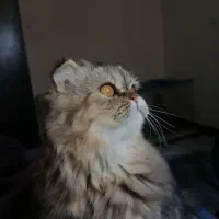 اسکاتیش لانگ هیر ماده