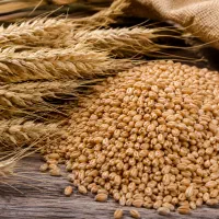 گندم بومی خوراکی درجه یک وتمیز