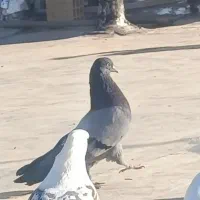 کبوتر
