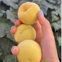 الگ کیلویی۱۶۰