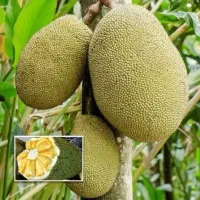 نهال جک فروت (ژاک فروت) گلدانی نهالستان فروزانی