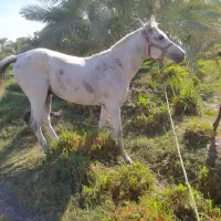 اسب عرب مصرب