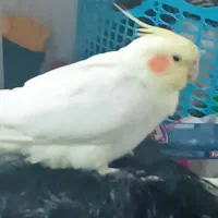 عروس هلندی ماده نژاد لوتینو ۴ ماهه آماده