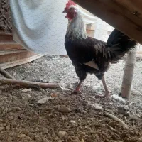فروش خروس