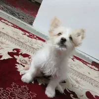سگ  پا کوتاه