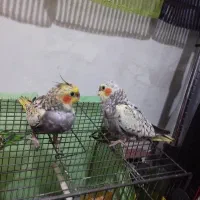 جوجه عروس هلندی