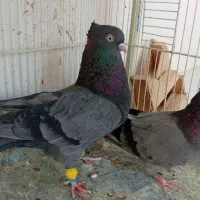 سبز ابادانی