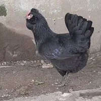 مرغ گلین لری اصیل سیاه قره گلین