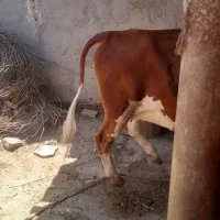 گاو ماده المانی