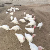 فروش 30قطعه بوقلمون سفید