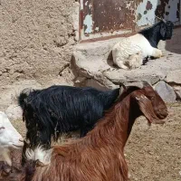 فروش سه بز دورگ