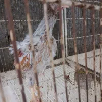 جوجه خروس ویاندوت