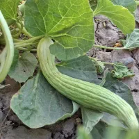 خیار چنبر ترد وخشمزه