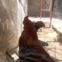جفت مرغ و خروس لاری اوشامو اورجینال