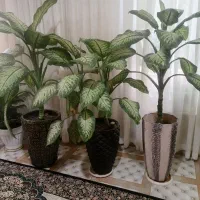 به علت بنایی