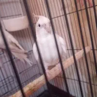 عروس هلندی جفت