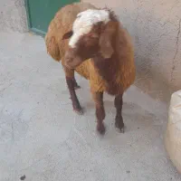 کاور نر