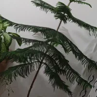 فروش کاج 7 طبقه