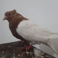 کبوتر کله زرد خال سیاه ماده بشرط تخم و جوجه