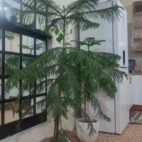 گل طبیعی