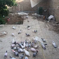 کبوتر تهرانی دم گیر