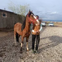 اسب سواری دار و پر خون