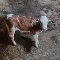 فروش گاو با گوساله ماده