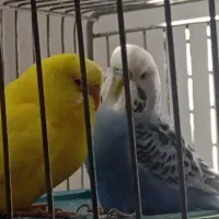 ۱جفت‌ مرغ‌ عشق