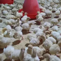 انواع نژاد جوجه بوقلمون بیوتی