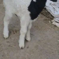 بره شیری