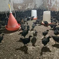 جوجه مرغ خروس 42 روزه جوجه بلدرچین 15 روزه