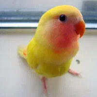 طوطی زرد