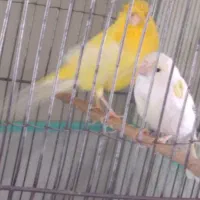 قناری سوپر نرو ماده با دوتا قفص