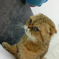 گربه اسکاتیش فلت