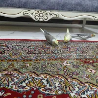 عروس هلندی