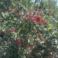 فروش آلبالو