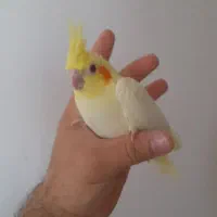 جوجه عروس هلندی دستی
